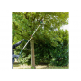 Potatore ad asta a batteria PARKSIDE®, PAHE 20-Li - 20 V